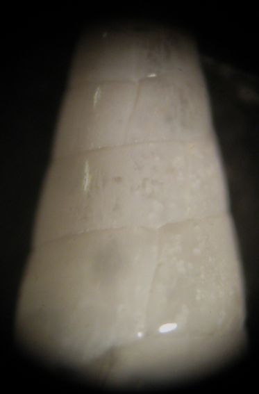Kerkennah spiaggia - Melanella 1