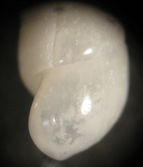 Kerkennah spiaggia - Melanella 1