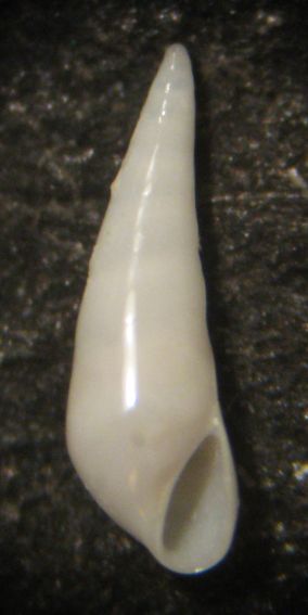 Kerkennah spiaggia - Melanella 2