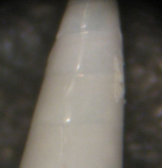 Kerkennah spiaggia - Melanella 2
