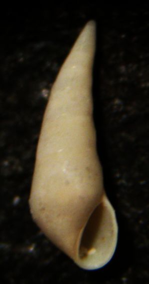 Kerkennah spiaggia - Eulimidae 1