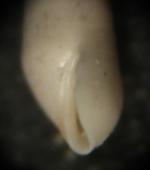 Kerkennah spiaggia - Eulimidae 1