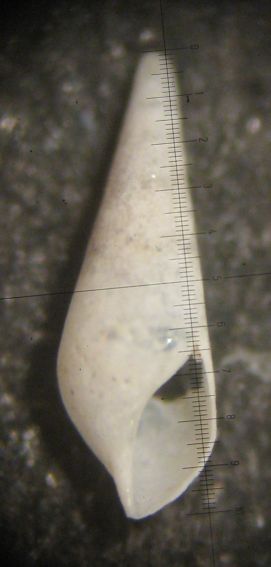 Kerkennah spiaggia - Eulimidae 2