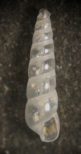 Kerkennah spiaggia - Eulimella 89