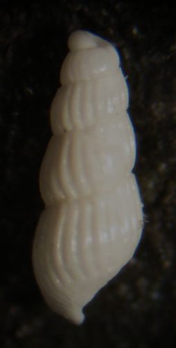 Kerkennah spiaggia - Chrysallida 86