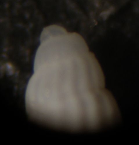 Kerkennah spiaggia - Chrysallida 83