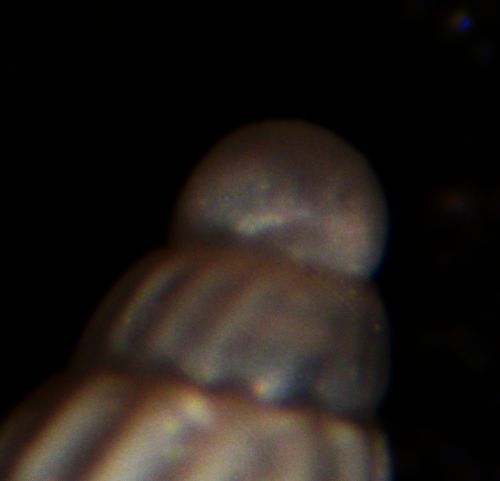 Kerkennah spiaggia - Turbonilla