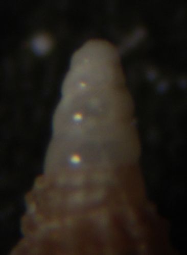 Kerkennah - Cerithiopsis 107