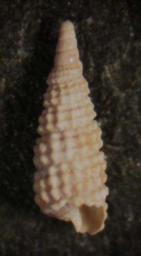 Kerkennah - Cerithiopsis 109 - 110 - 111