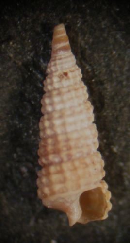 Kerkennah - Cerithiopsis 109 - 110 - 111