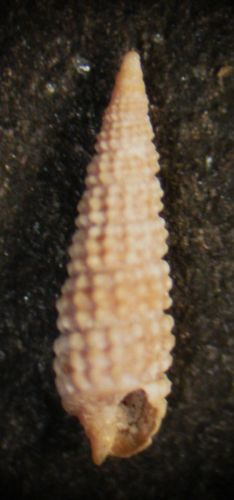 Kerkennah - Cerithiopsis 109 - 110 - 111