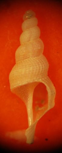 Livorno 80m - Conidae?