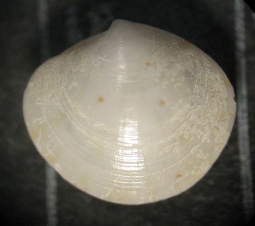 Livorno 80m - Veneridae?