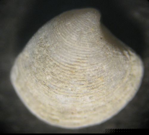 Giovane veneridae?