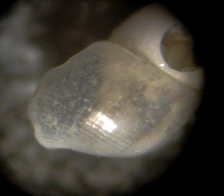 Ondina - Capraia 48m