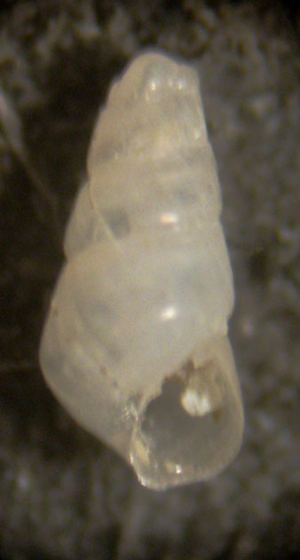 Odostomia - Capraia 48m