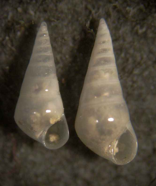 Eulimidae - Capraia 48m