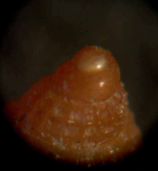 Alvania - Capraia 48m