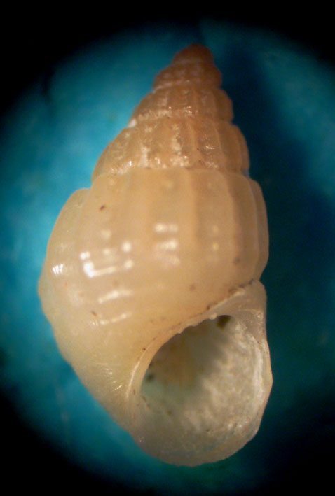 Alvania - Capraia 48m