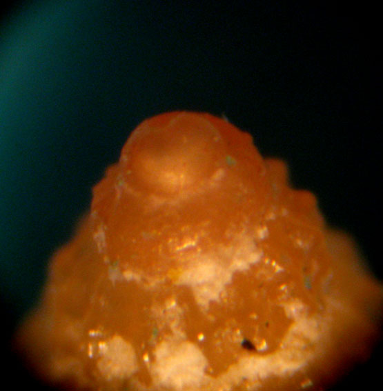 Alvania - Capraia 48m