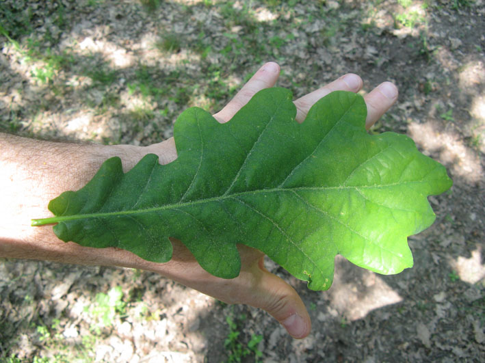 La Pineta di San Vitale (RA)