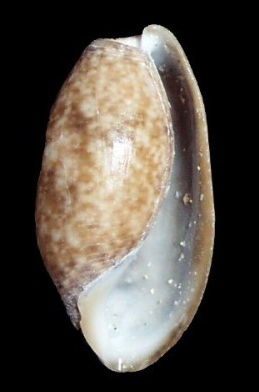 Immagini in libert