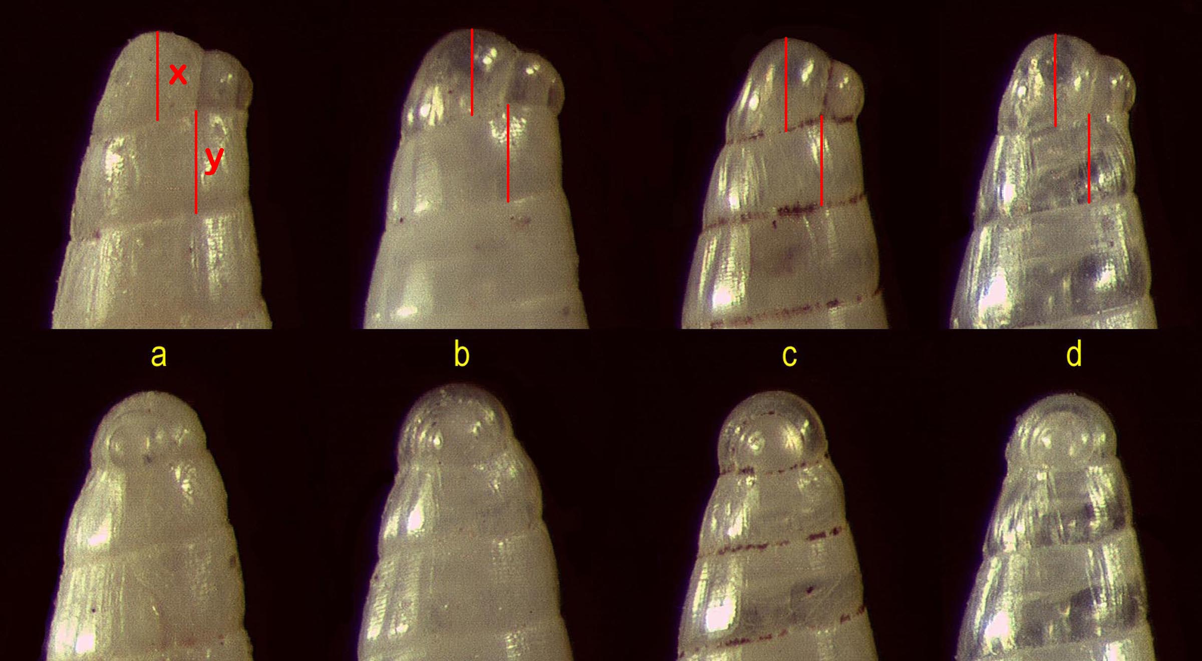 Il genere Eulimella in Mar Mediterraneo (Pyramidellidae)