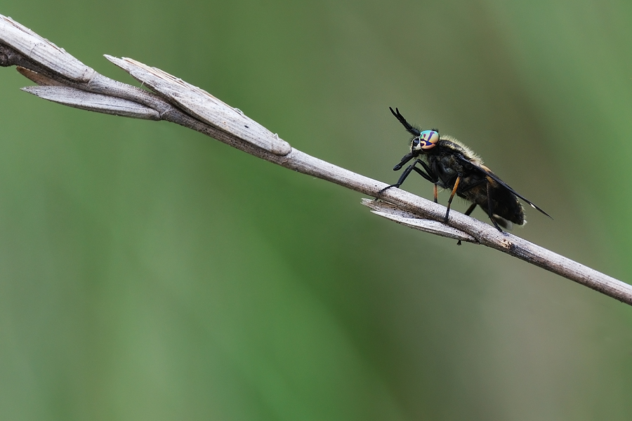 Tabanidae ?