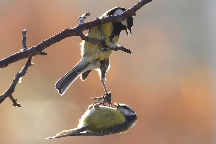 cinciarella vs cinciallegra d. natura
