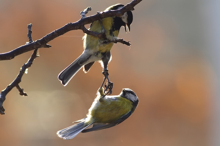 cinciarella vs cinciallegra d. natura
