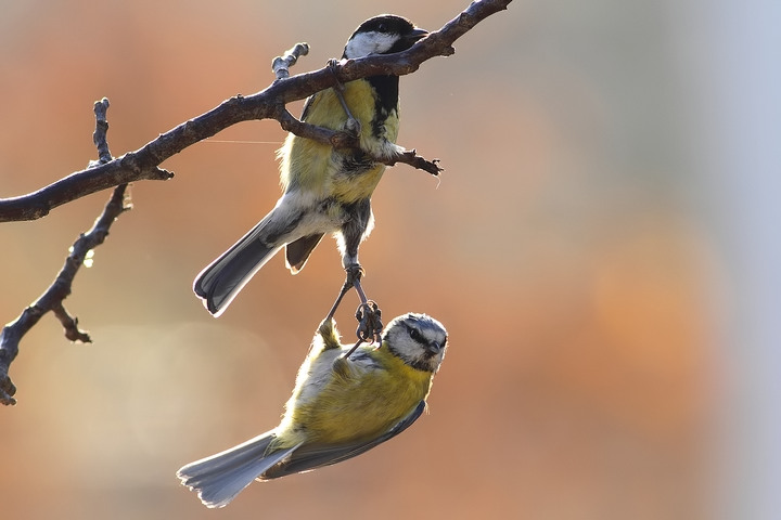cinciarella vs cinciallegra d. natura