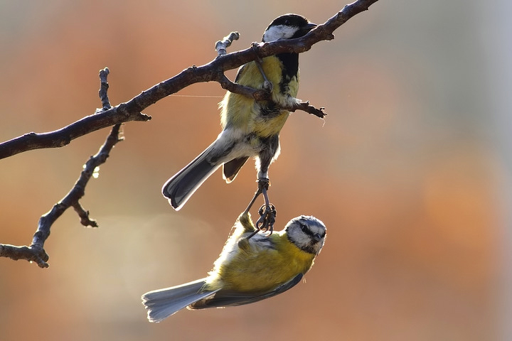 cinciarella vs cinciallegra d. natura