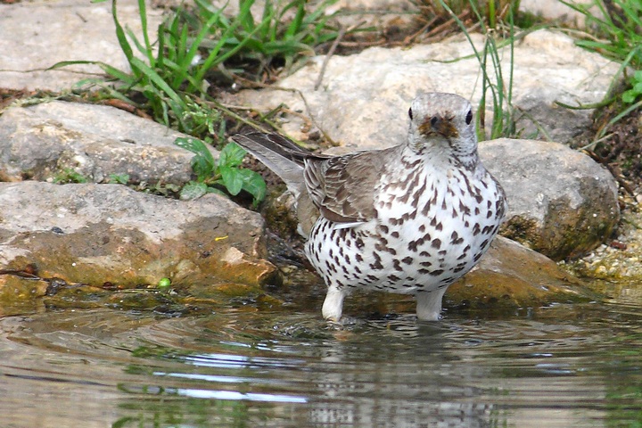 domanda agli esperti (tordela)
