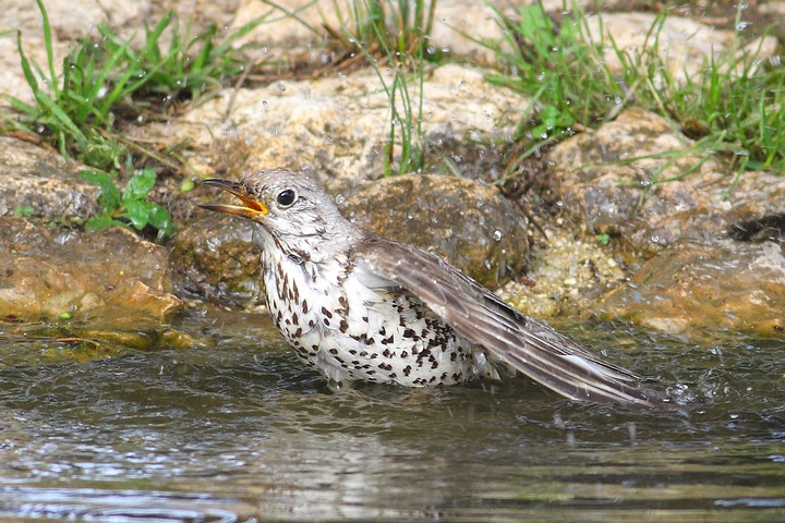 domanda agli esperti (tordela)