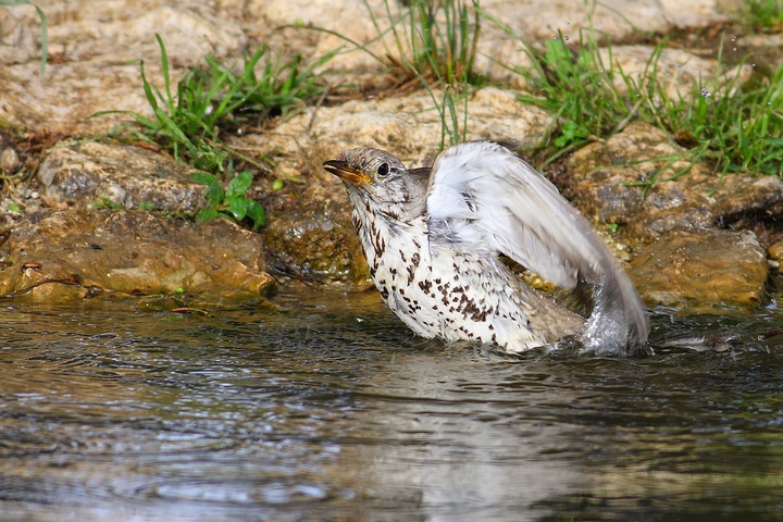 domanda agli esperti (tordela)