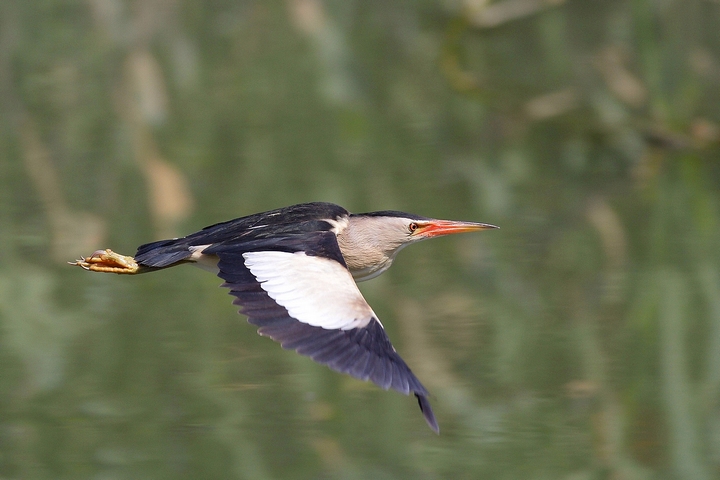 tarabusino maschio in volo