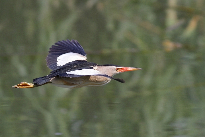 tarabusino maschio in volo