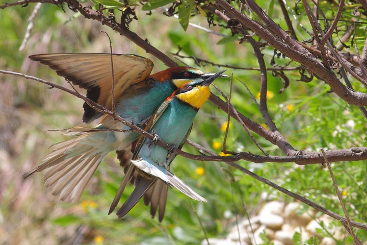 gruccioni in accoppiamento