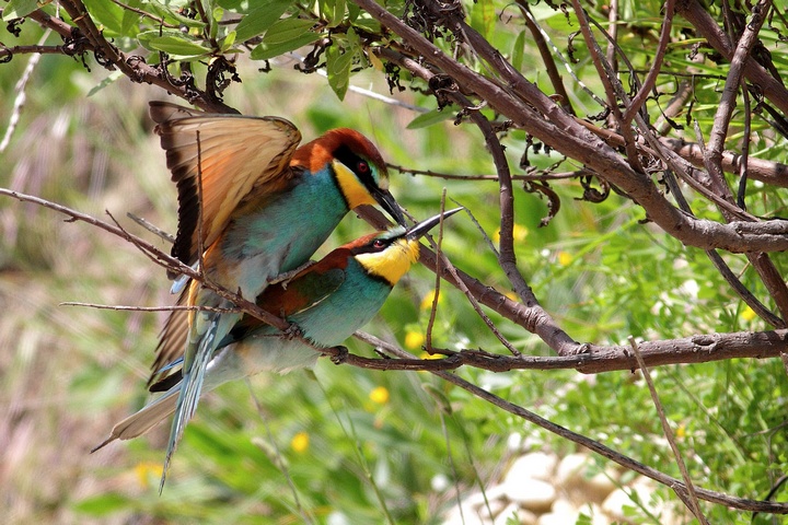 gruccioni in accoppiamento