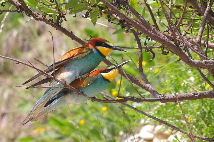 gruccioni in accoppiamento