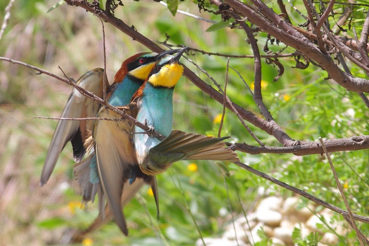 gruccioni in accoppiamento