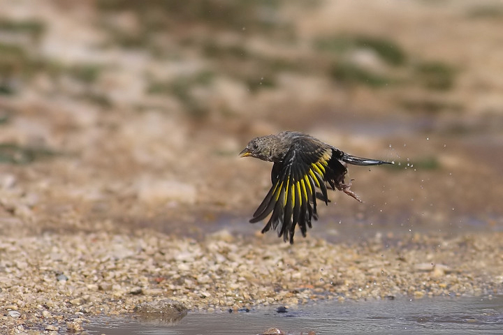cardellino juv in volo