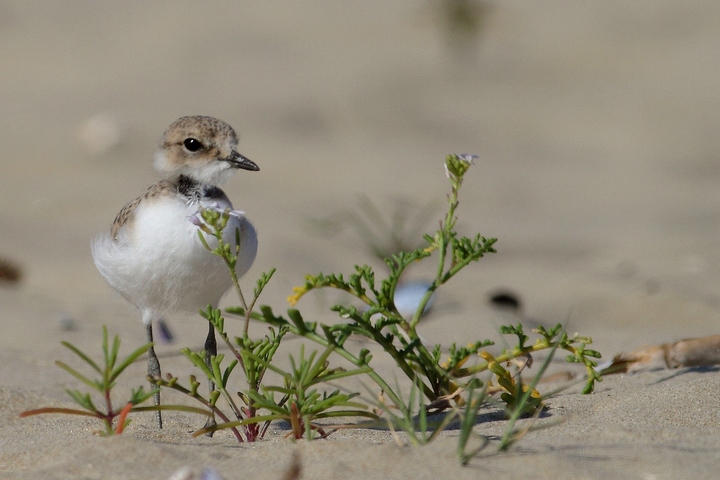 fratino juv in muta?