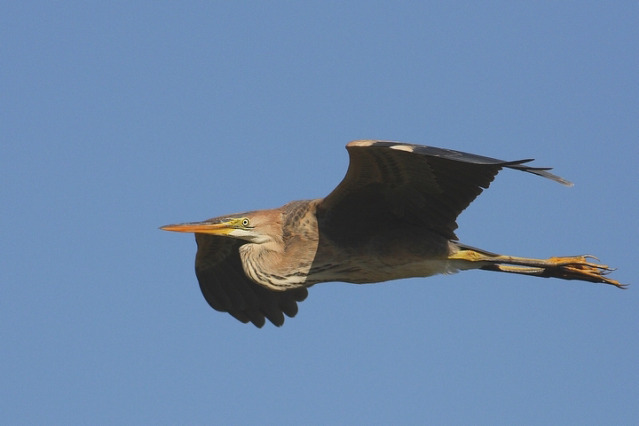 Airone rosso in volo