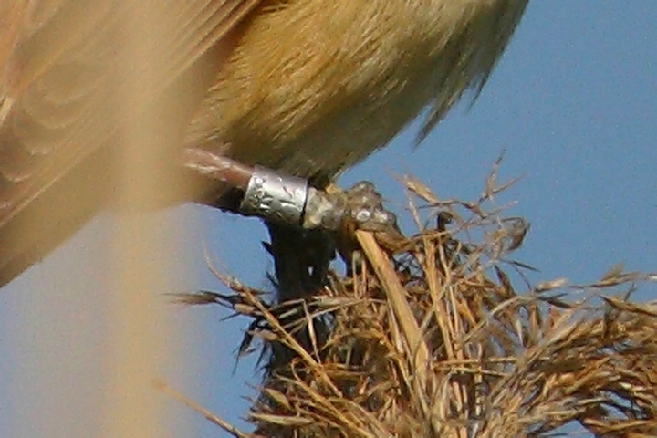 cannareccione inanellato