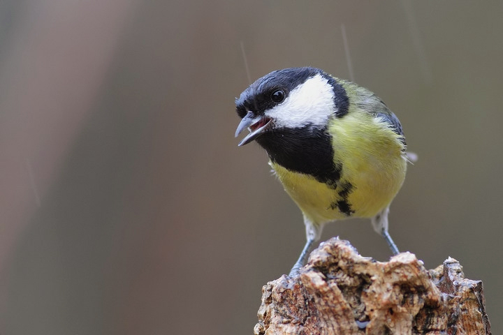 cinciallegre bagnate + domanda