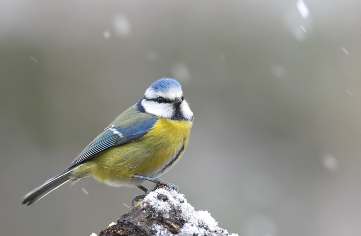 sotto la neve cinciarella