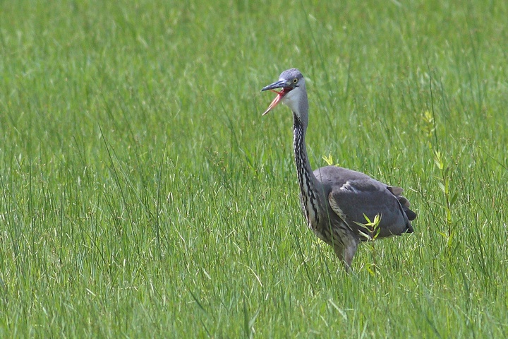 cenerino con domanda agli esperti