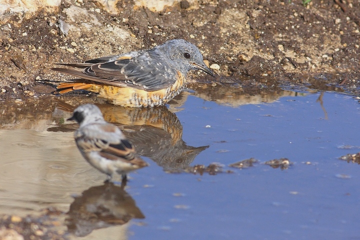 codirossone maschio in muta