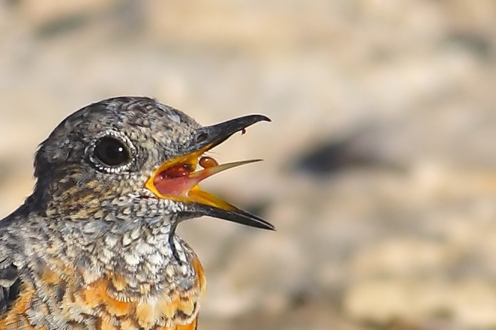 La linguaccia del Codirossone (Monticola saxatilis)
